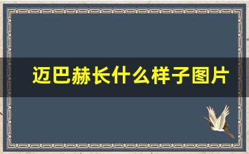 迈巴赫长什么样子图片,迈巴赫580和480区别